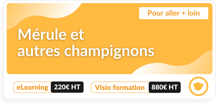 Pour aller + loin : Mérule et autres champignons 