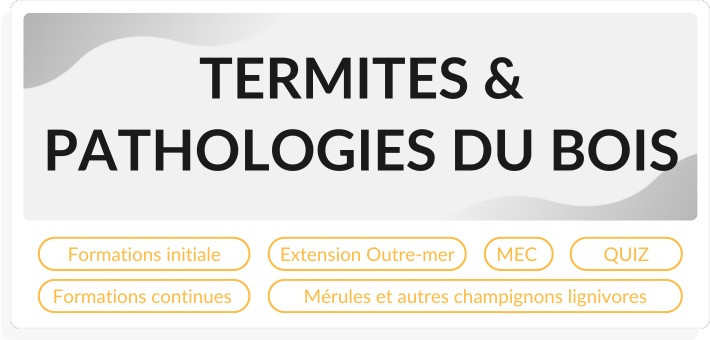 Diagnostics immobiliers formations termites et pathologies du bois