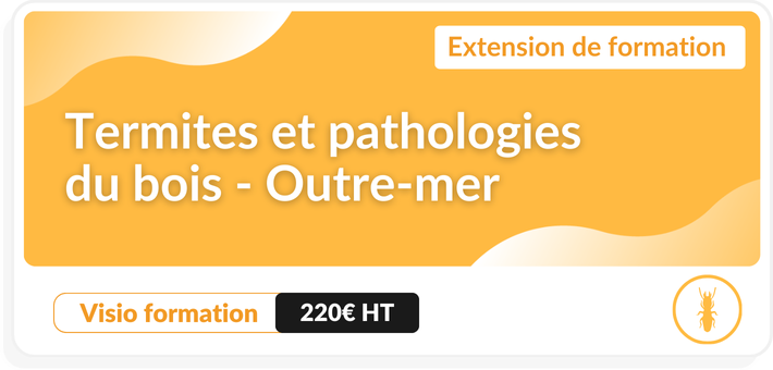 Formation initiale Termites et pathologies du bois Outre-mer